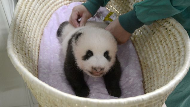 El bebé panda de Tokio cumple dos meses en plena forma