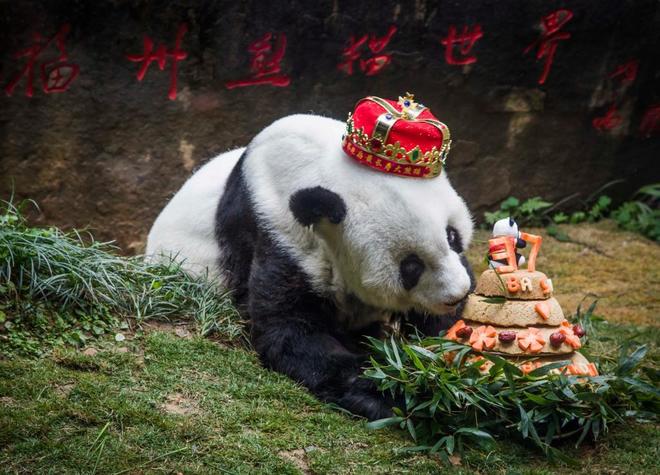 El panda más viejo del mundo muere en China a los 37 años