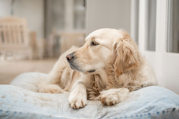 Investigan a un hombre en China por cortar cuerdas vocales de perros "ruidosos"