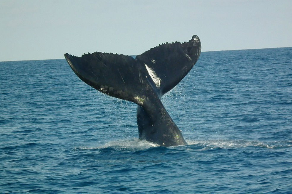 Japón captura 177 ballenas en el Pacífico con "fines científicos"