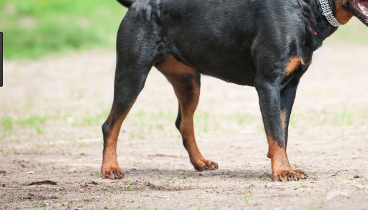 Perro conocido como "Pirata" se defiende de ataque de persona ebria