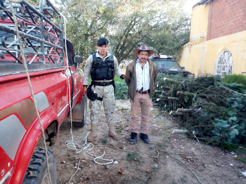 Captura persona traslado de 25 árboles de pinabete