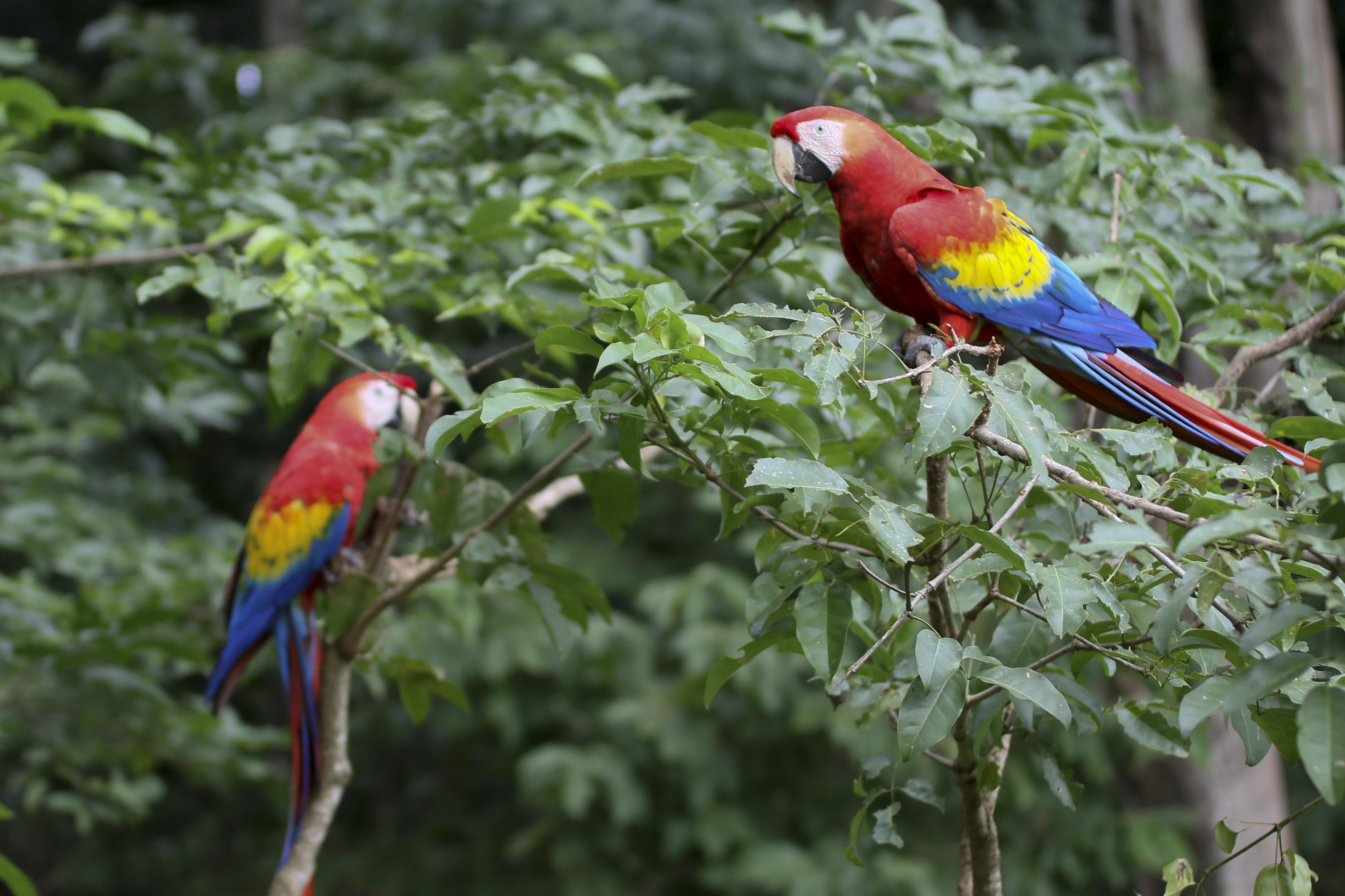 Guacamaya Emisoras Unidas EU Guatemala