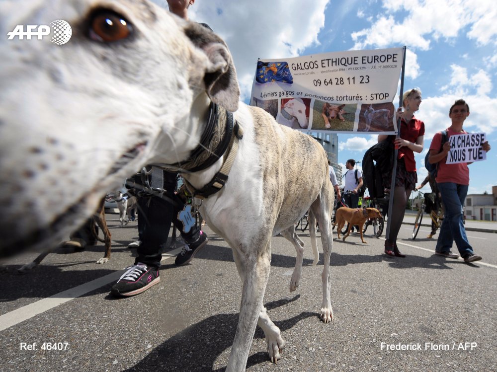 Perros Galgos maltratados