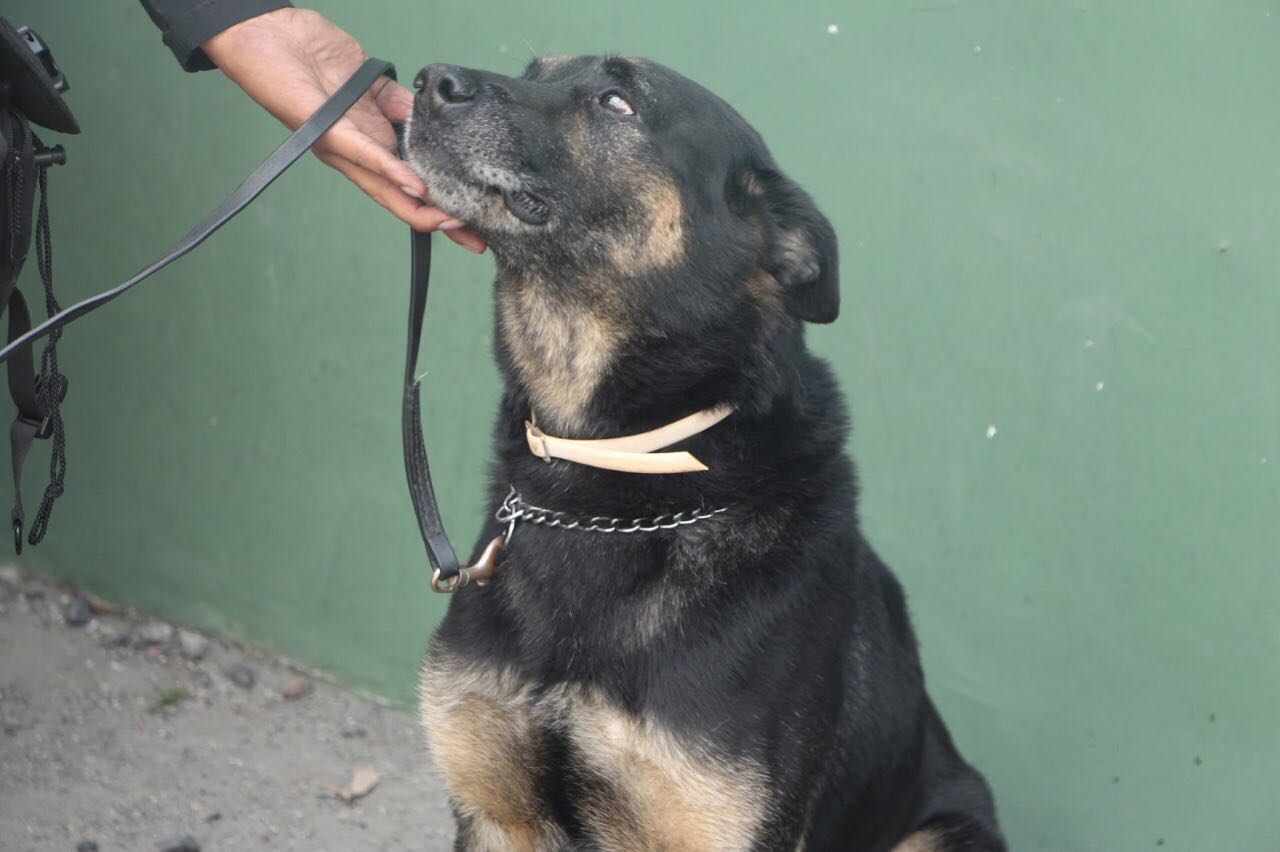 Agente k-9 Rambo Emisoras Unidas EU Guatemala