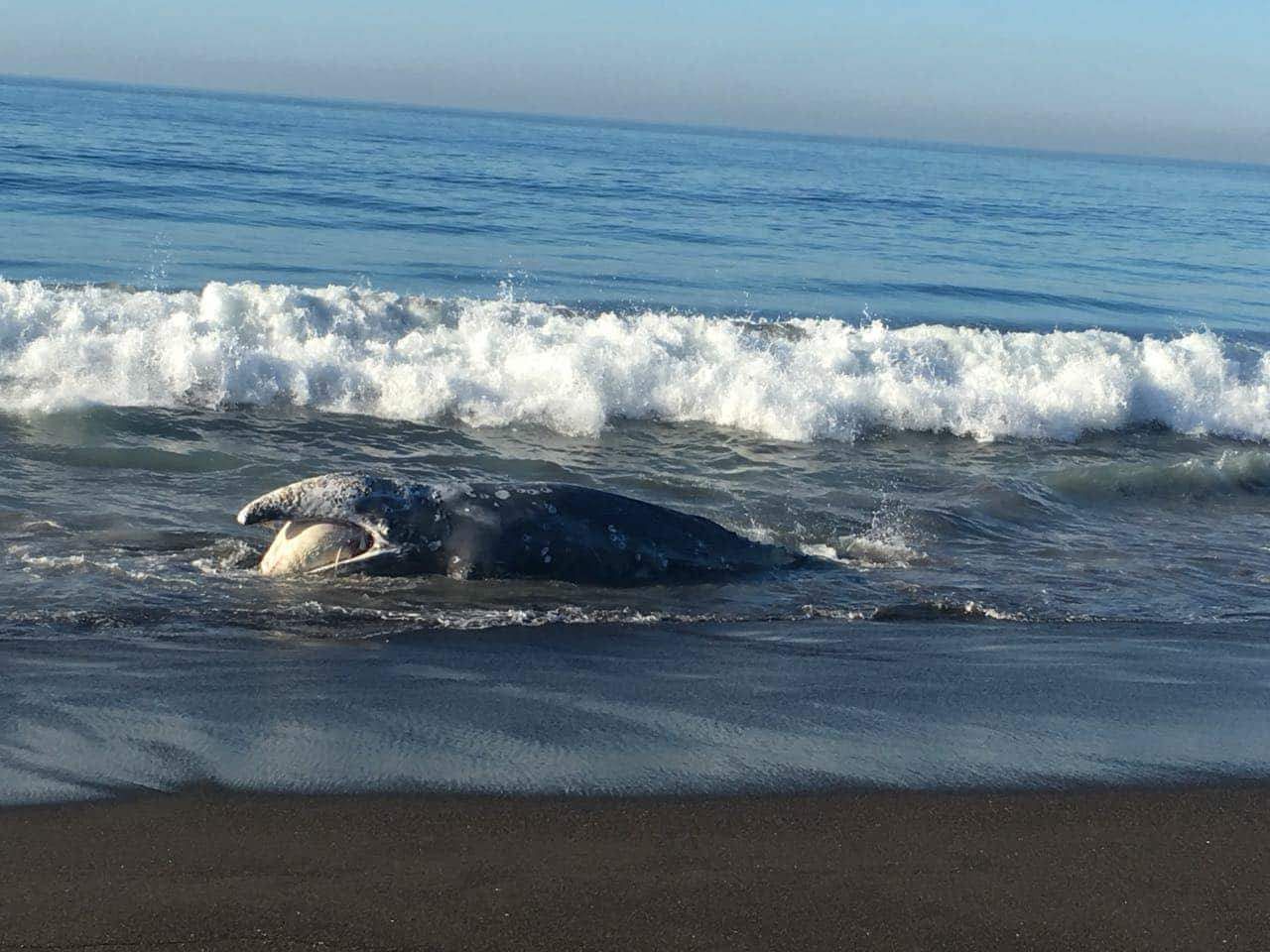 Ballena muerta en Guatemala EU Emisoras Unidas