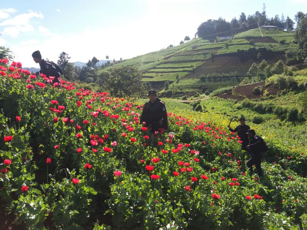 Erradicación de droga EU Emisoras Unidas Guatemala