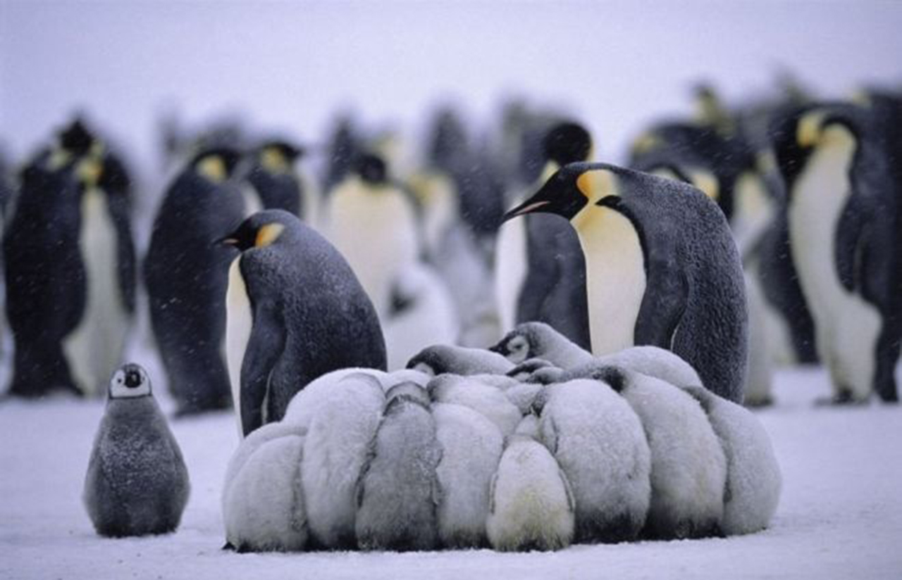 Hasta los pingüinos se resguardan del frío extremo que azota Canadá