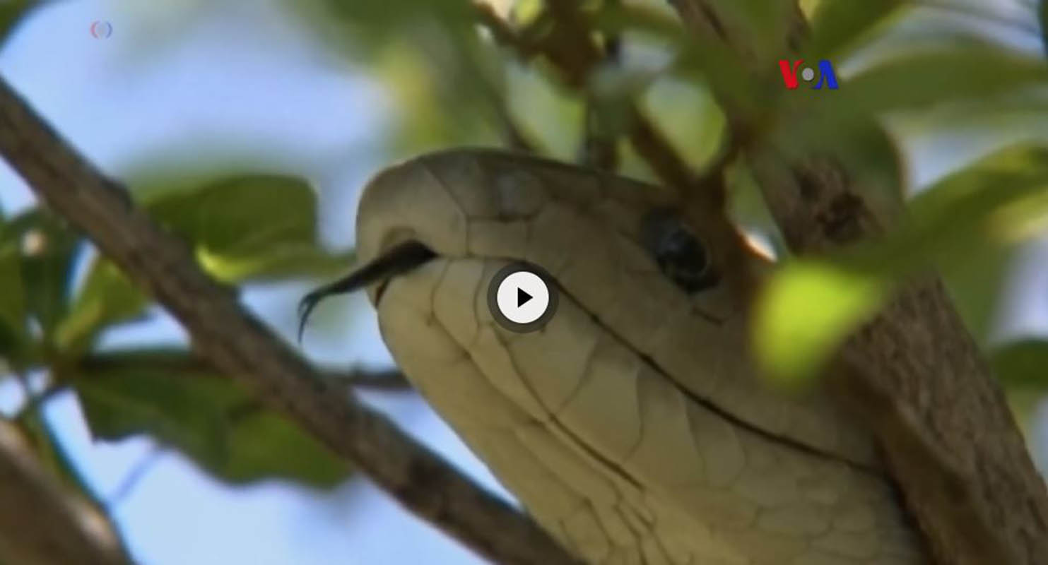 Nuevo kit antiveneno de serpiente