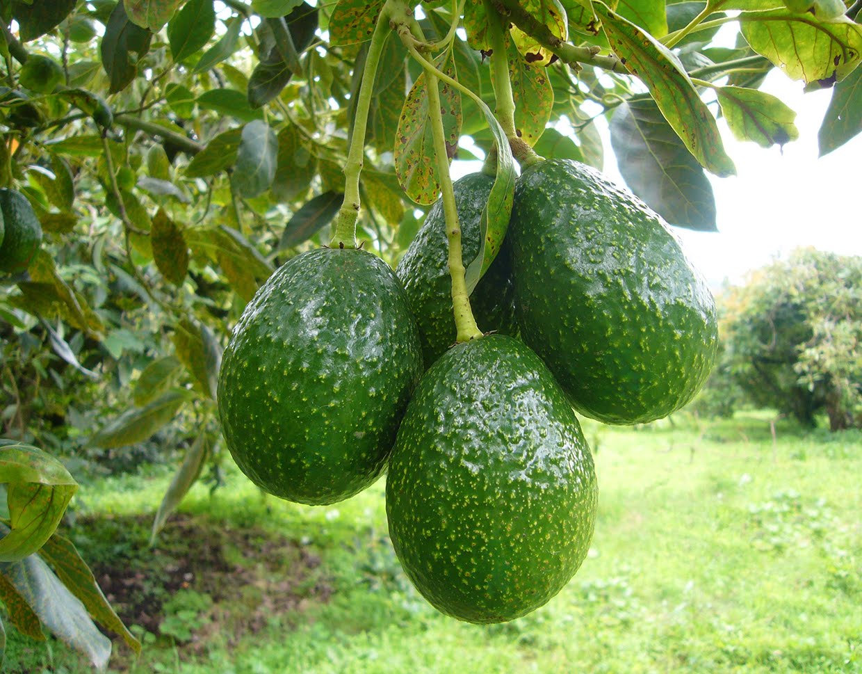 Aguacate Hass EU Emisoras Unidas Guatemala