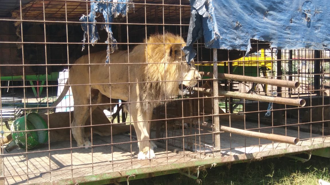 Felinos reubicados EU Emisoras Unidas Guatemala