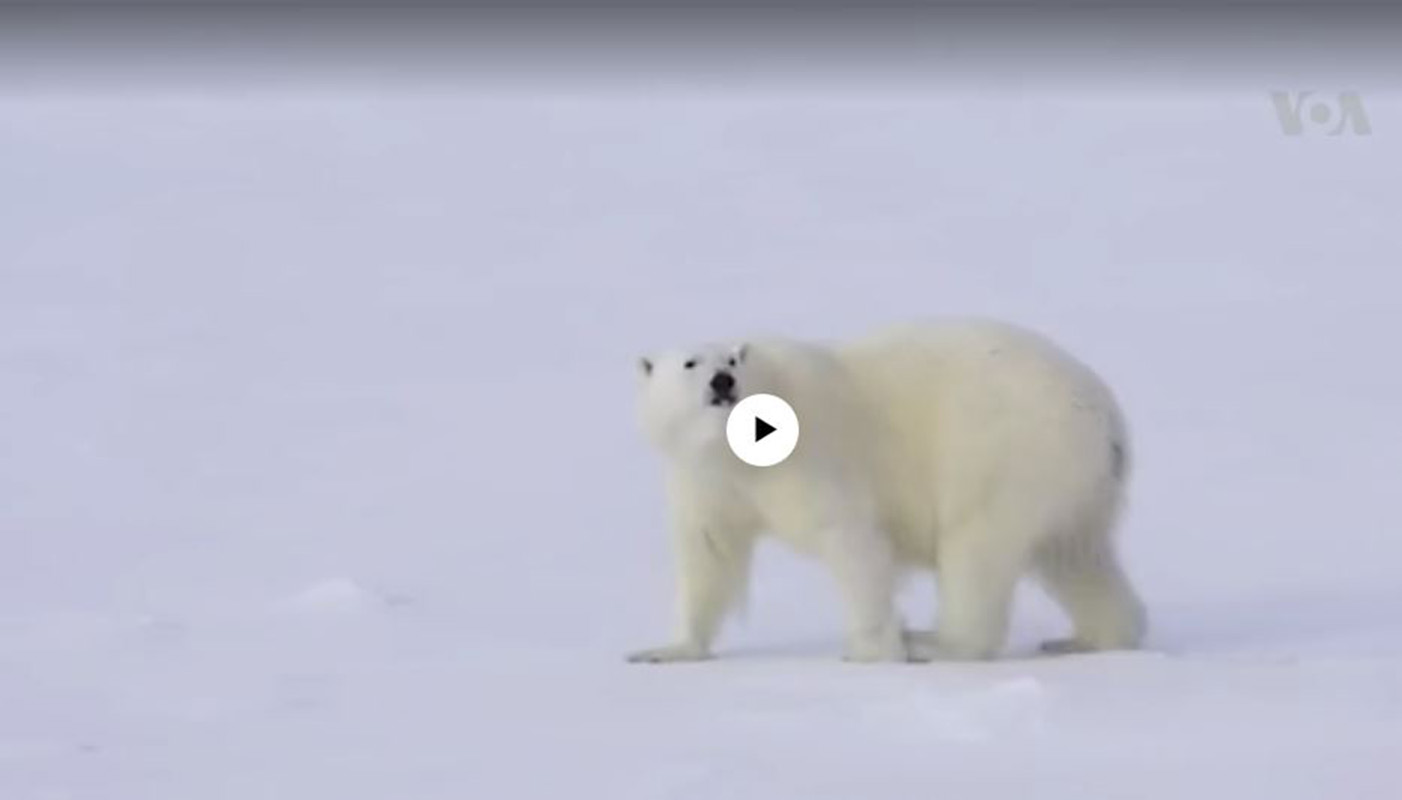 Oso polar en vía de extinción