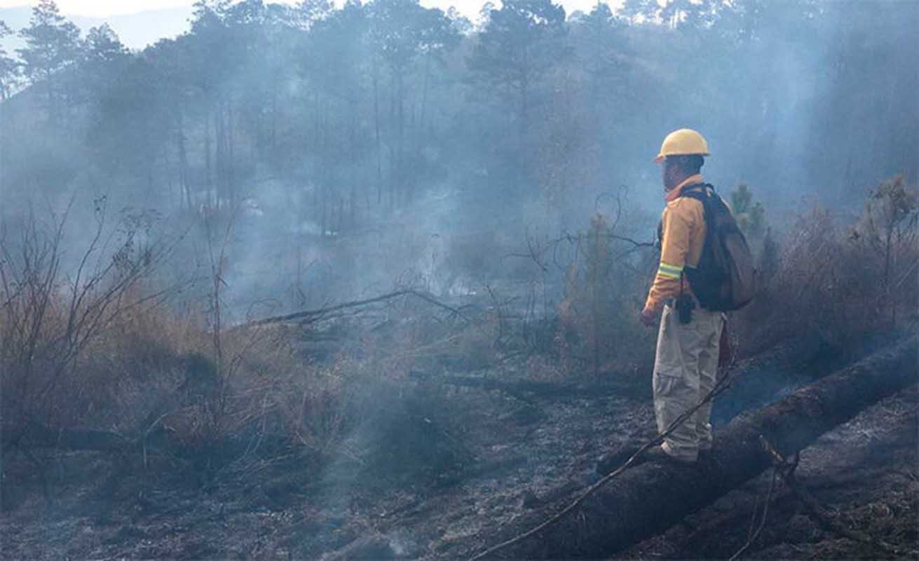 Controlan incendio forestal que quemó 420 hectáreas de pino en Honduras