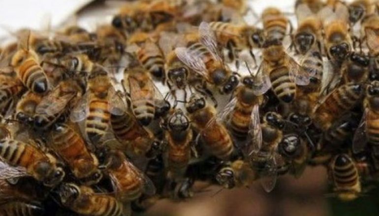 Abejas africanizadas EU Emisoras Unidas Guatemala