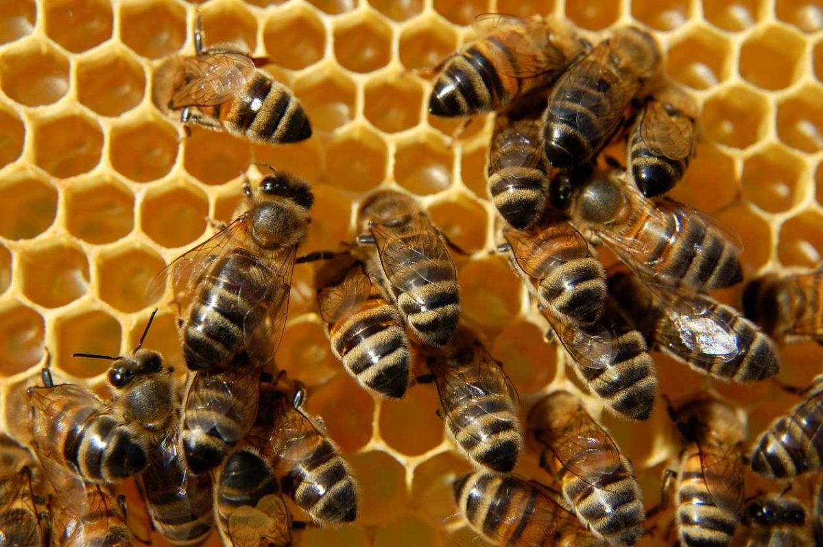 Niño dado de alta tras ser picado por abejas