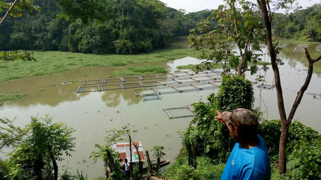 Contaminación de peces