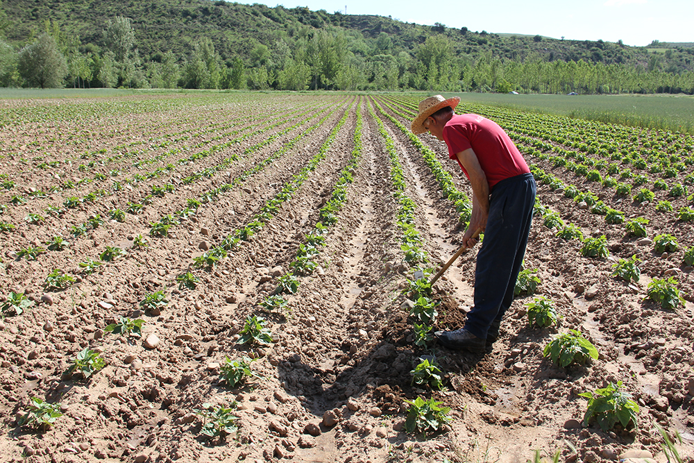 Agricultura