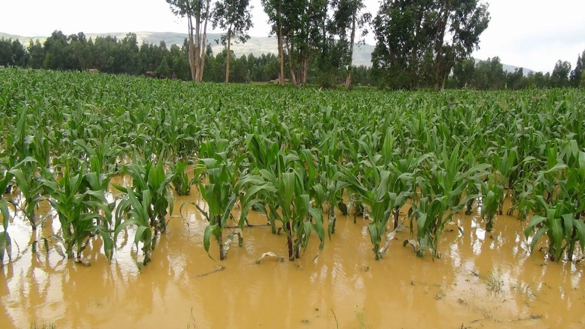 Lluvias dañan cultivos