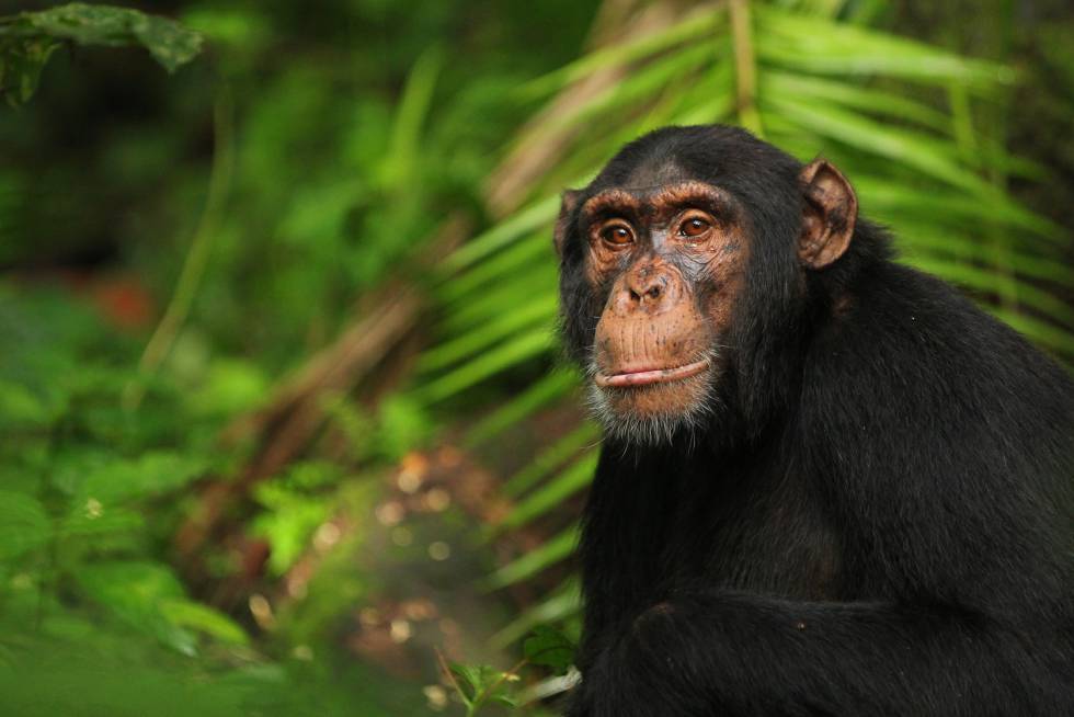 Video viral chimpancé, La Habana Cuba Emisoras Unidas