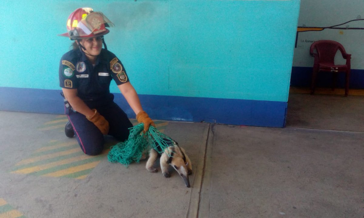 Tamandua oso hormiguero Zacapa Río Hondo Emisoras Unidas