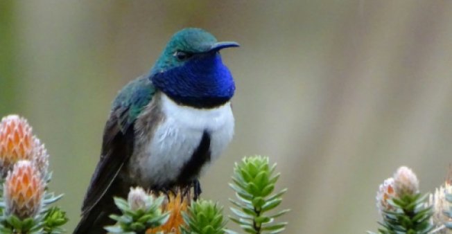 colibrí