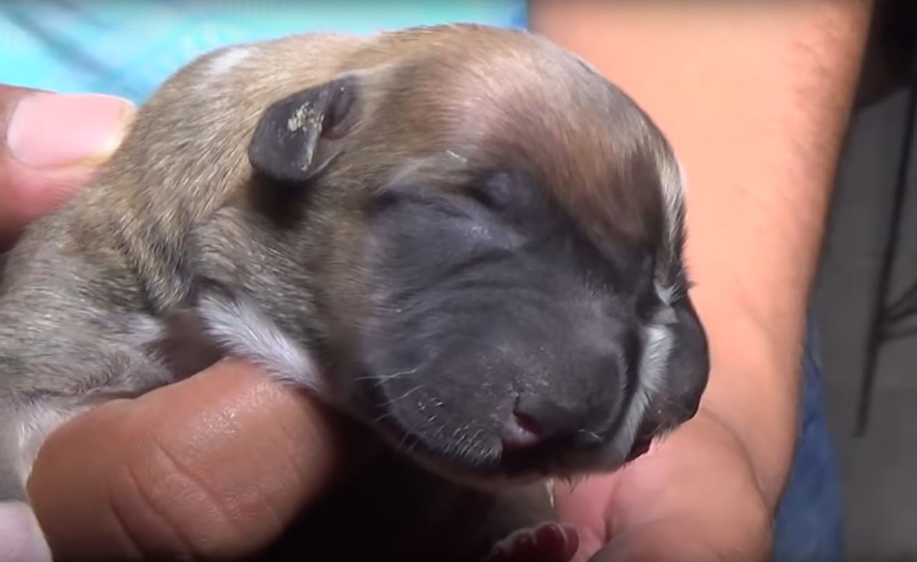 Video Viral Perú Perro