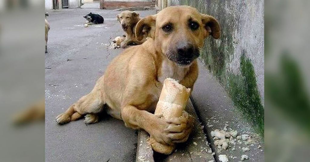 perros bocado veneno Colombia