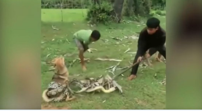 ataque a muerte perro serpiente