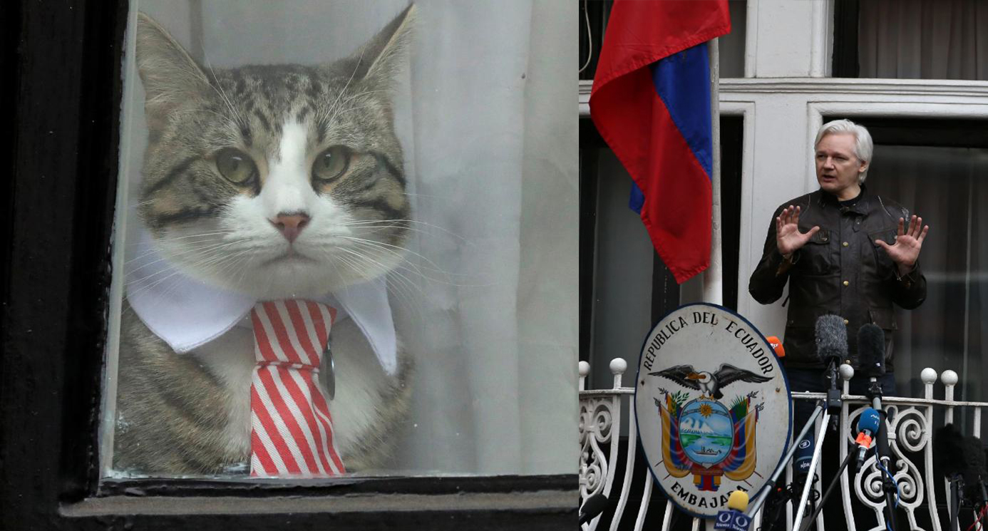 Cat James Julian Assange Embajada Ecuador Londres