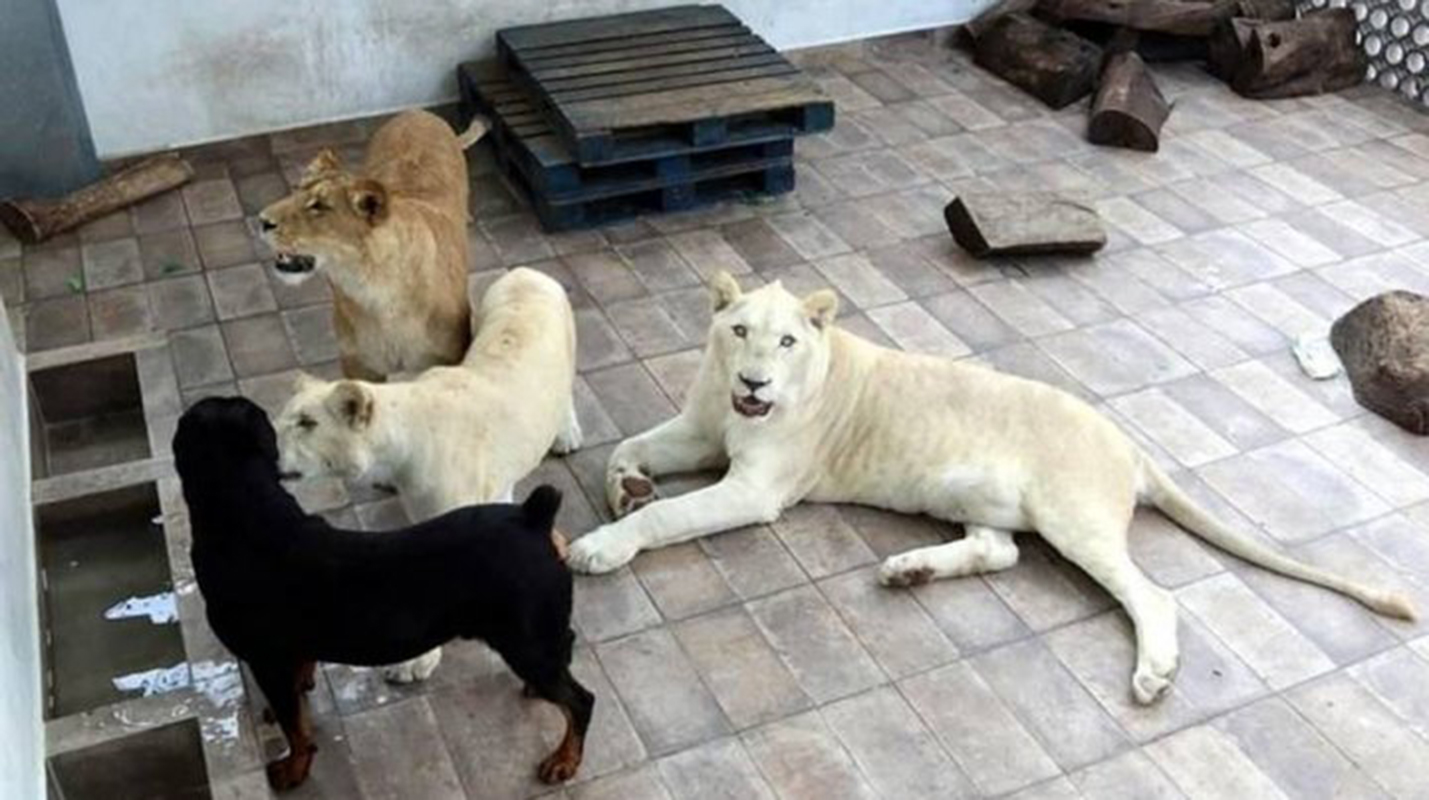 Rugidos de leones