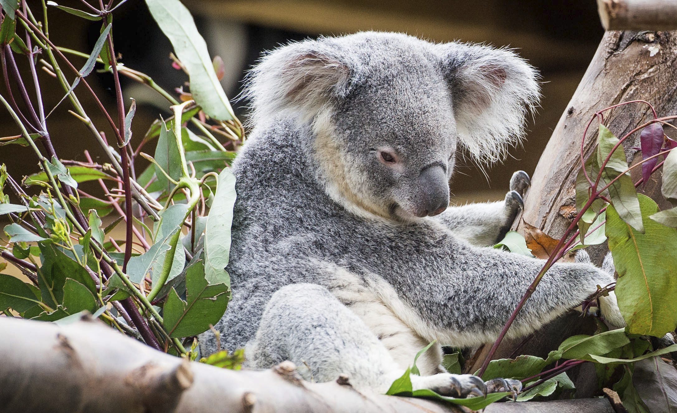 Koalas en peligro