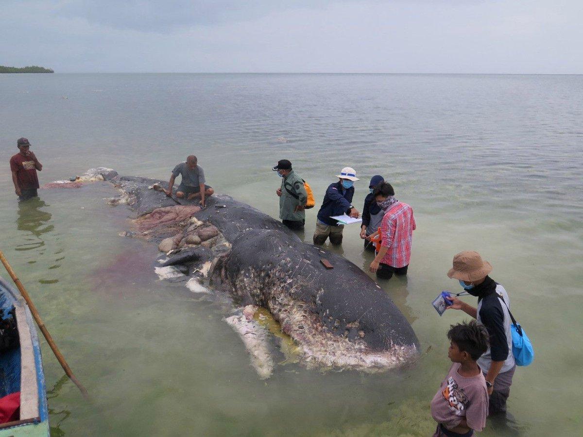 Indonesia: localizan muerto a un cachalote