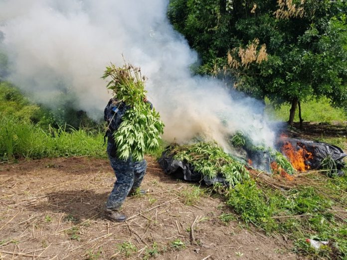 Marihuana en Petén