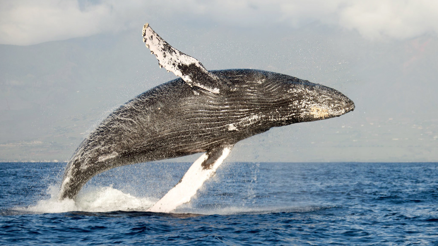 ballenas