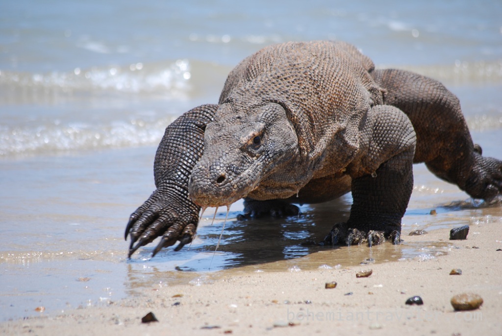 dragón de Komodo Indonesia