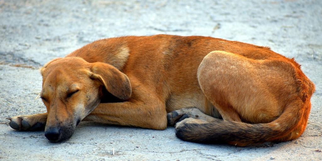 Zacapa perros envenenados Santa Elena, San Diego