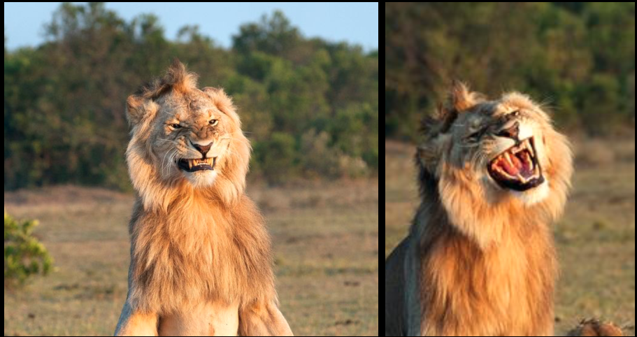 sonrisa león viral