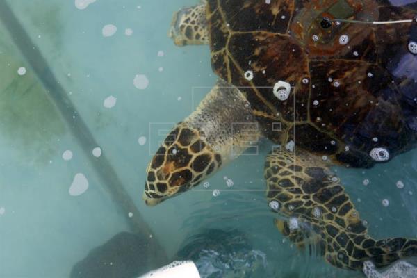 Los científicos hallaron unas 800 partículas sintéticas en las 102 tortugas analizadas pero su cantidad podría ser 20 veces mayor