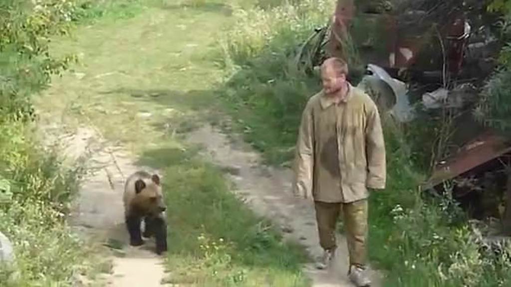 Cazador oso devorado animal Rusia