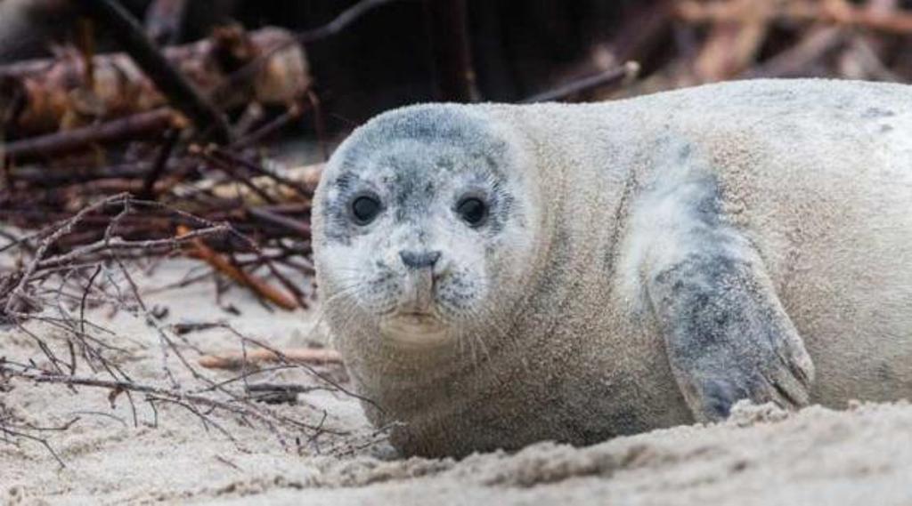 Canadá focas invasión Roddickton-Bide Arm