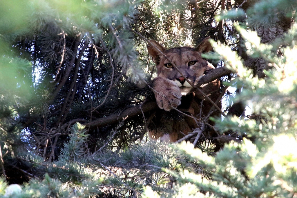 Chile puma árbol rescate