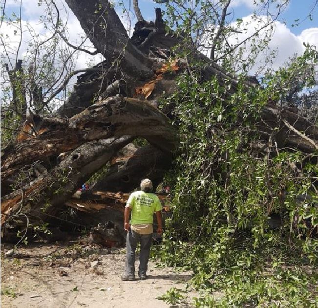 Árboles caídos en Guatemala según Conred