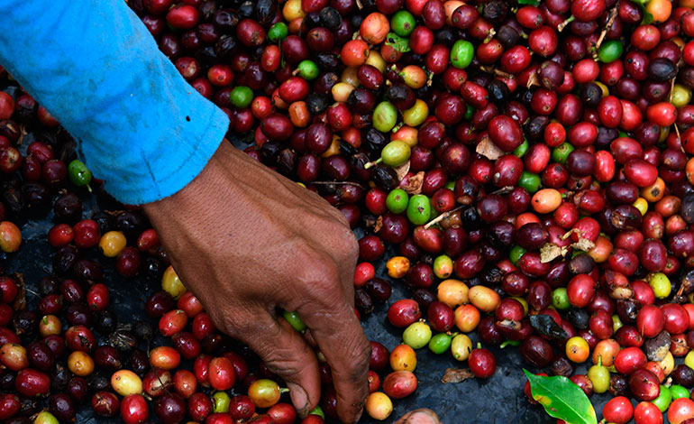 Caficultores hondureños en quiebra