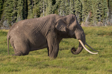 Un elefante hallado muerto en Camboya. Fotografía con fines ilustrativos