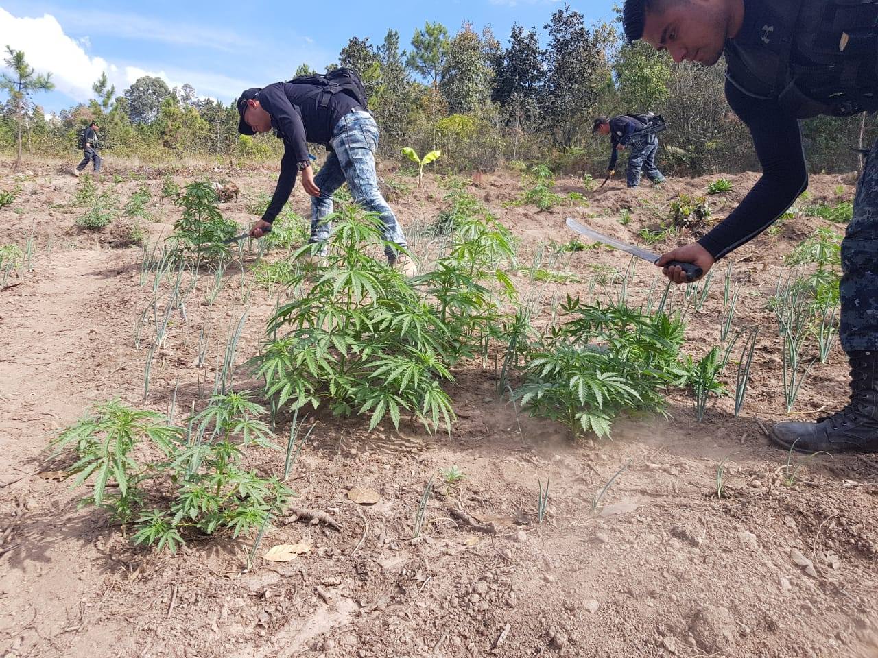 Totonicapán plantaciones marihuana