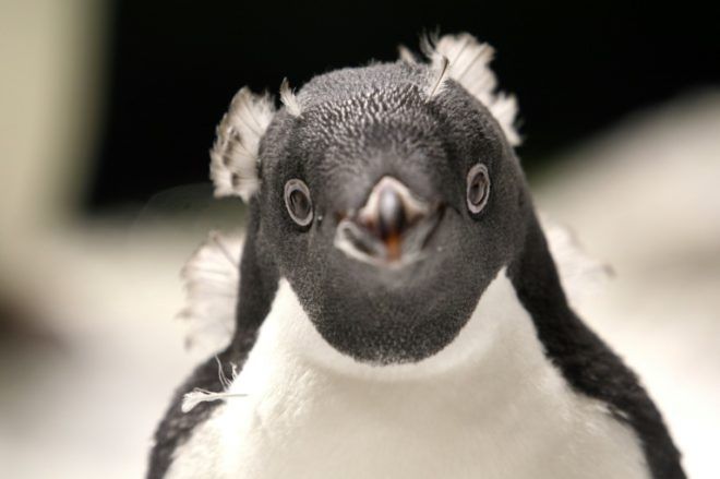 pingüinos Adelia zoológico mexicano