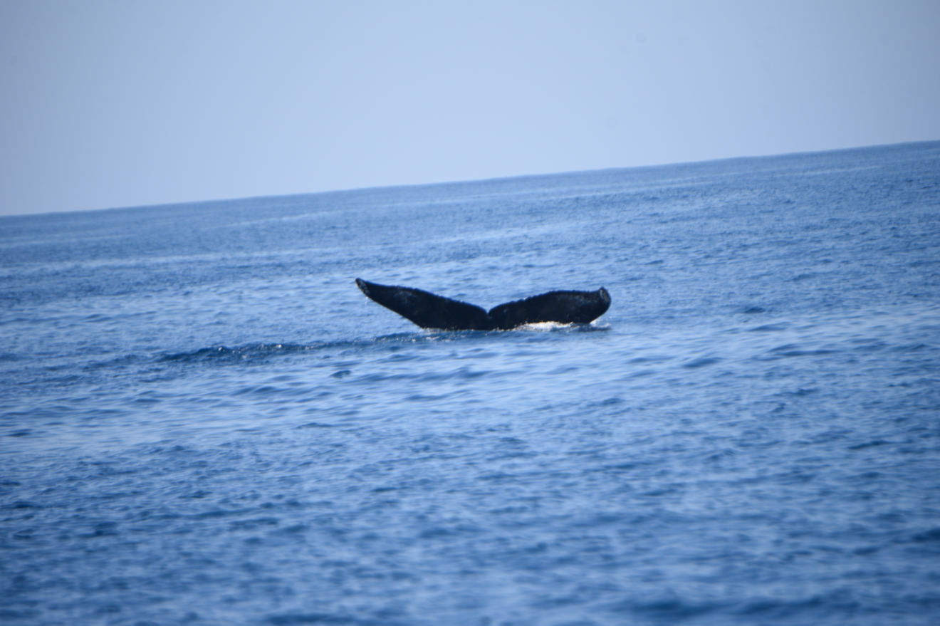 Conap captura ballenas en puerto de San José