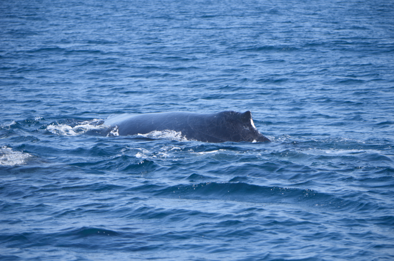 Ballenas y delfines en Guatemala