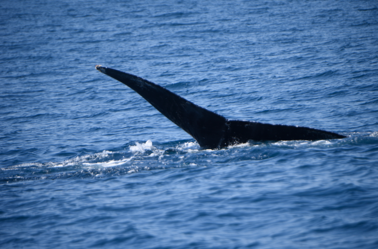 Ballenas en Guatemala