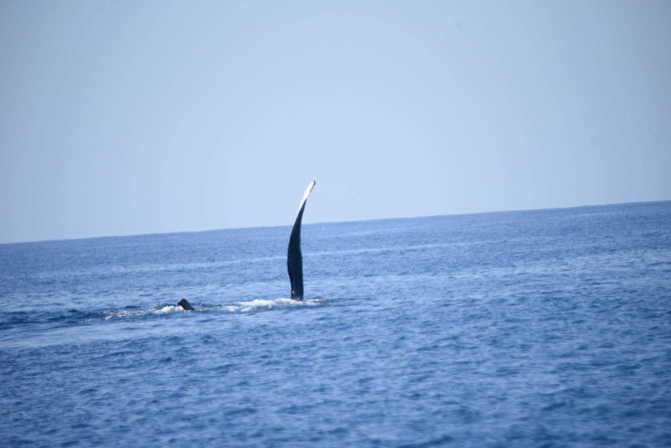 Ballenas en el Puerto San José